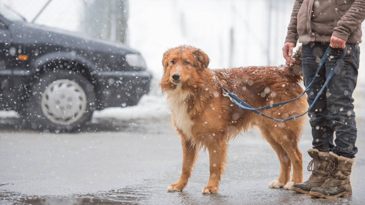 Grand froid : jusqu'à quelle température pouvez-vous promener votre chien ?