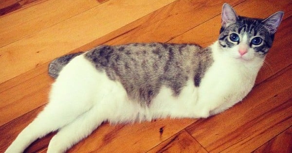 Roux, le chat à deux pattes qui profite à fond de la vie malgré son handicap ! Quelle force, un exemple pour tous...