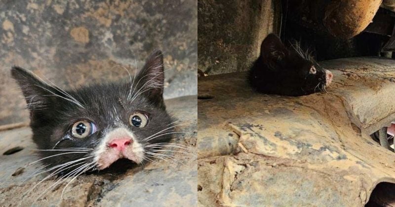 Coincé dans le châssis d'un camion, ce pauvre chaton a été secouru in extremis