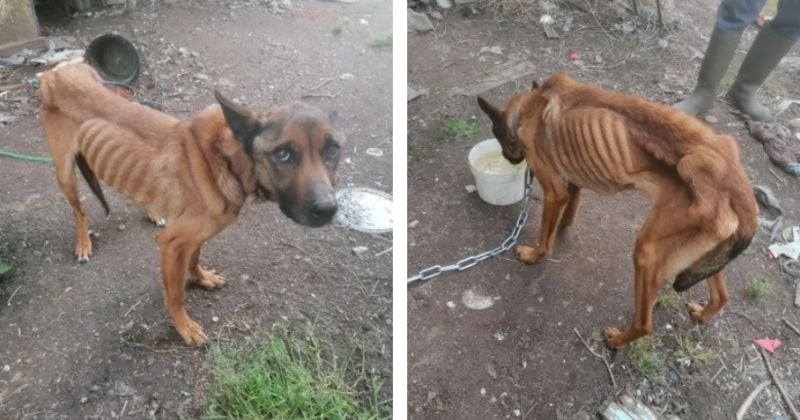 Détenue dans des conditions ignobles, cette chienne affamée n'avait « même plus la force d'aboyer »