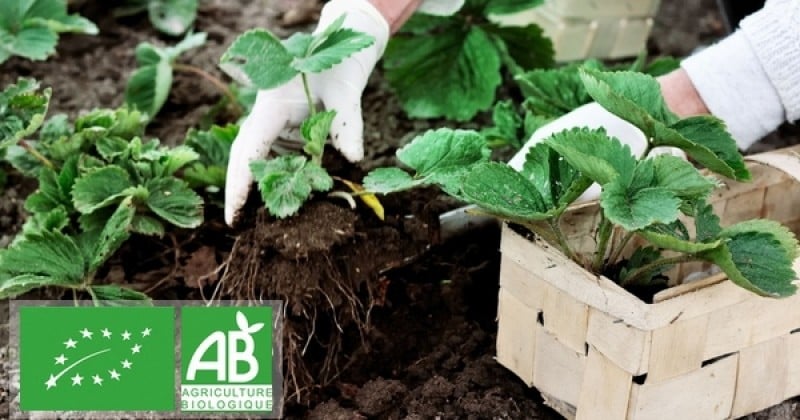 Agriculture biologique : l'autorisation des pesticides et l'assouplissement des normes passent mal auprès des producteurs français