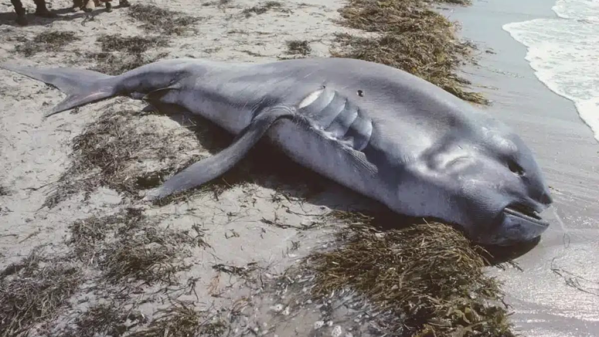Un monstrueux requin à l'apparence terrifiante s'est échoué sur une plage des Philippines