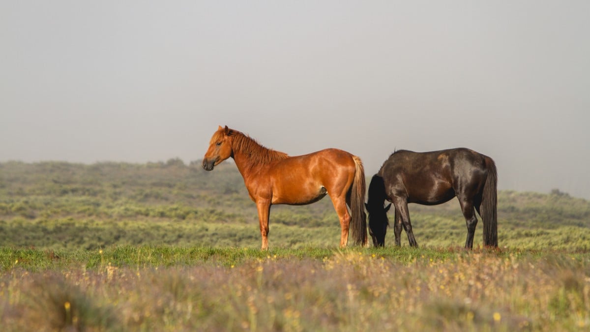 L'Australie abat des milliers de chevaux sauvages pour... sauver un parc national