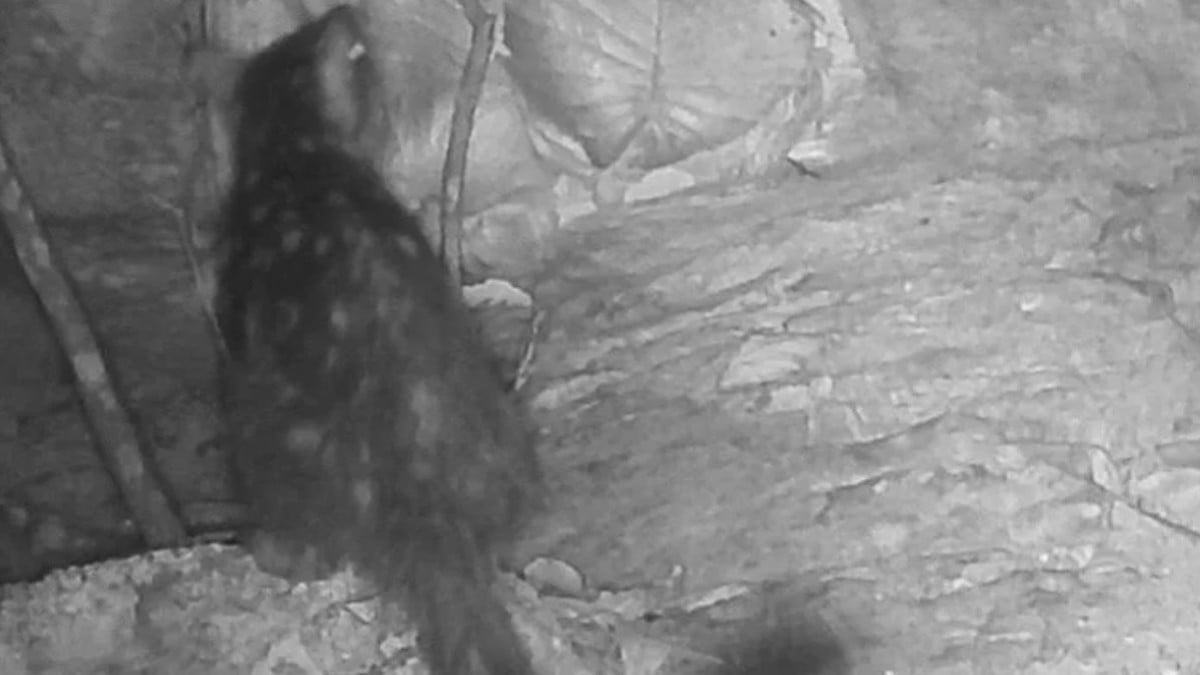 Capture d'écran montrant le chat marsupial du Nord