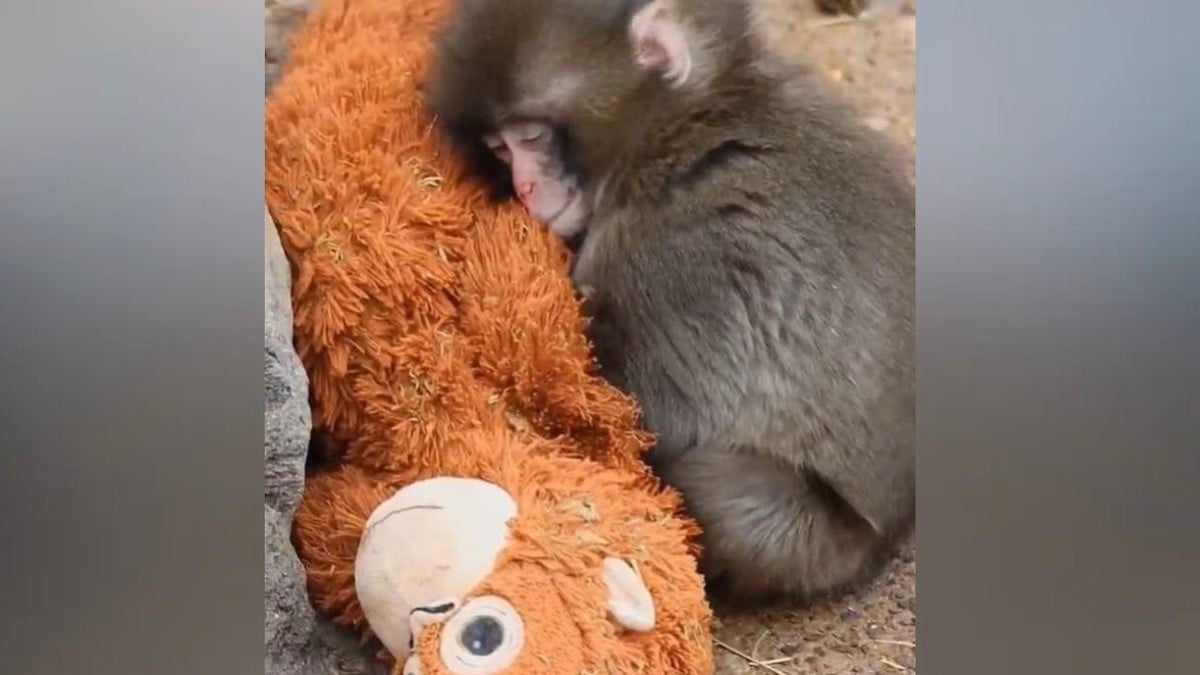 Capture d'écran montrant le bébé singe se blottir contre sa peluche 