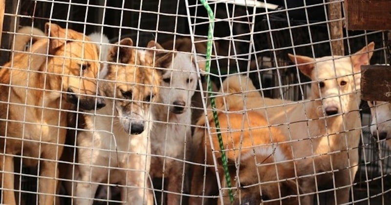 La consommation de viande de chien bientôt interdite en Corée du Sud ? 