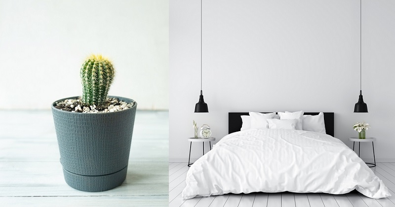 Pourquoi faut-il installer un cactus dans sa chambre la nuit ?