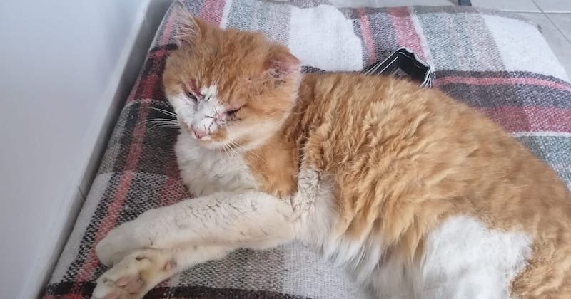 Nouvelle-Aquitaine : une famille retrouve son chat, sept ans après sa disparition