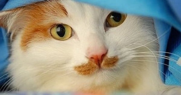 20 chats… nés avec de parfaites moustaches ! Ils sont vraiment trop mignons !