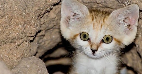 Ce chat reste chaton toute sa vie… Pourtant, vous ne pourrez jamais l’avoir chez vous... 