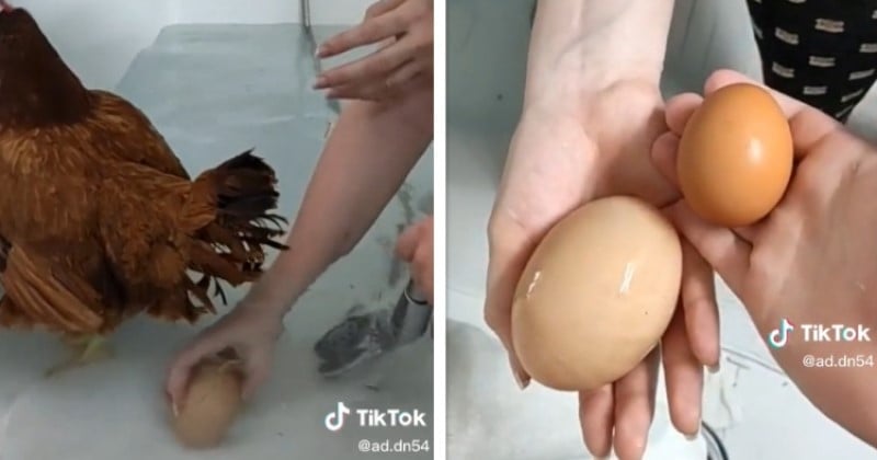 Une poule pond un œuf d'un poids hors du commun, la vidéo fait le buzz sur TikTok