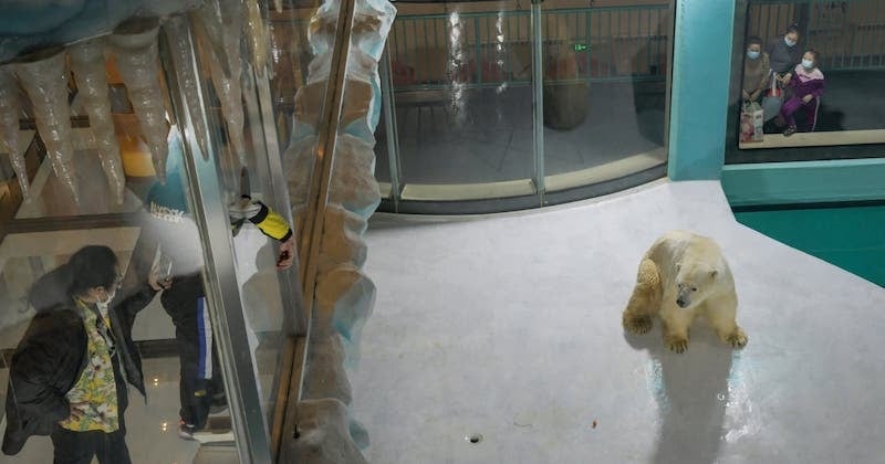 Chine : un hôtel exhibe des ours polaires dans un patio pour divertir ses clients  
