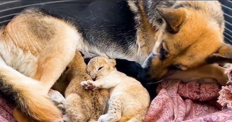 Ce berger allemand fidèle a adopté deux lionceaux rejetés par leur mère