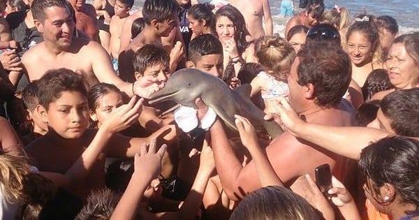 Ils veulent prendre des selfies avec un petit dauphin... et le tuent, par égoïsme