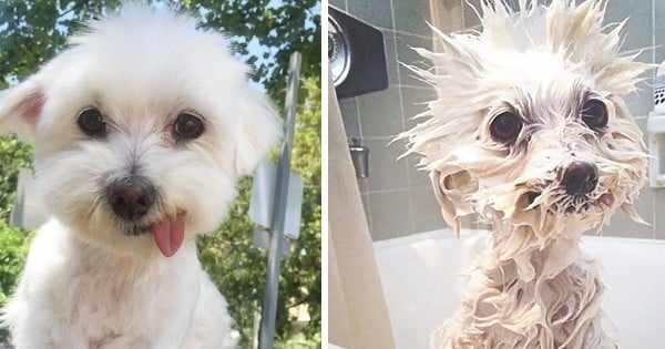  15 chiens qui illustrent en photos pourquoi ils détestent qu'on leur fasse prendre leur bain... La dignité, ça se préserve !