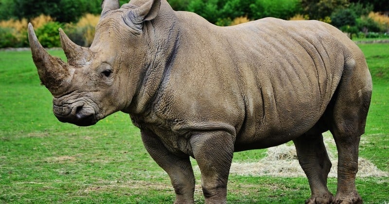 Catastrophe : en Afrique du Sud, la vente de cornes de rhinocéros n'est désormais... plus illégale