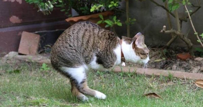 Able Le Chat Ampute De Ses Pattes Avant