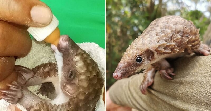 Le sauvetage de ce bébé pangolin montre qu'il s'agit d'un animal particulièrement adorable