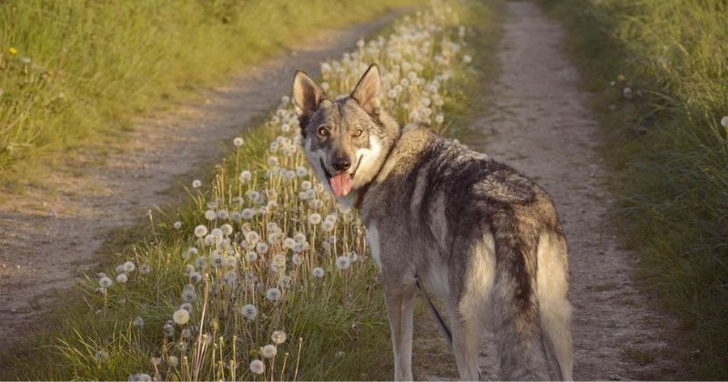 Chien loup tchécoslovaque : origine, taille, santé et comportement