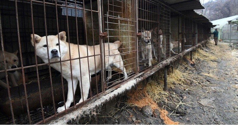 Corée du Sud : 200 chiens destinés à être mangés découverts dans des conditions dramatiques par une ONG