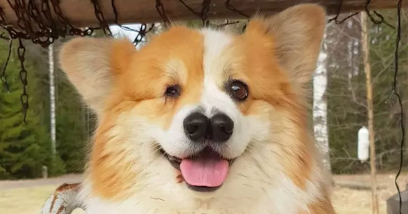 Ce corgi, né avec un oeil aveugle et deux nez, croque la vie à pleines dents !	