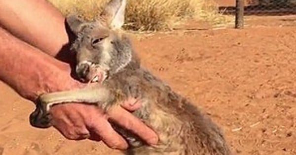 Vous allez craquer sur ce kangourou orphelin qui ne cesse de réclamer des câlins de son sauveur !