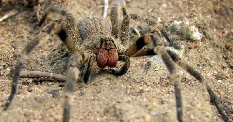 Vous ne devinerez jamais ce que provoque la morsure des araignées bananes, dont 3 spécimens auraient été vus dans un supermarché