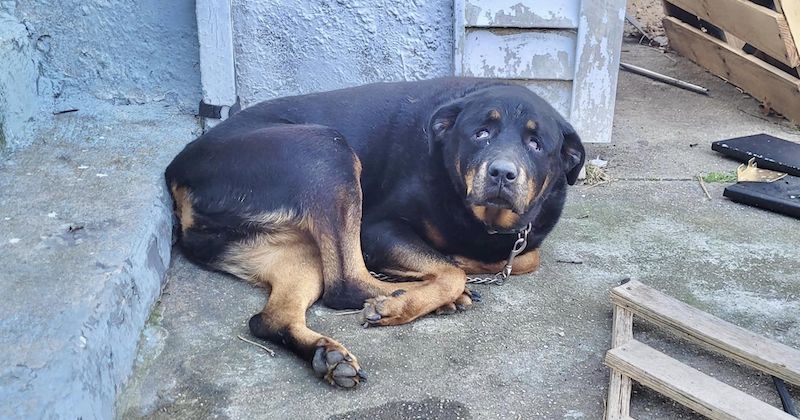 Ils attachent et abandonnent leur chienne âgée dans le froid, l'animal est retrouvé trois jours plus tard