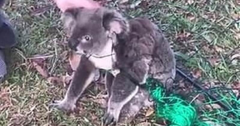 Coincé dans une clôture, un koala a été sauvé par une femme qui a coupé les cordes enroulées autour de son corps