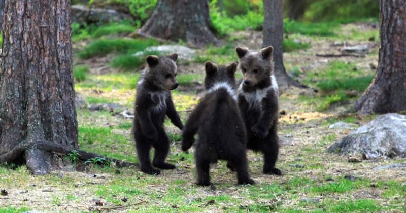En Finlande, un photographe tombe sur des oursons dansant dans la forêt