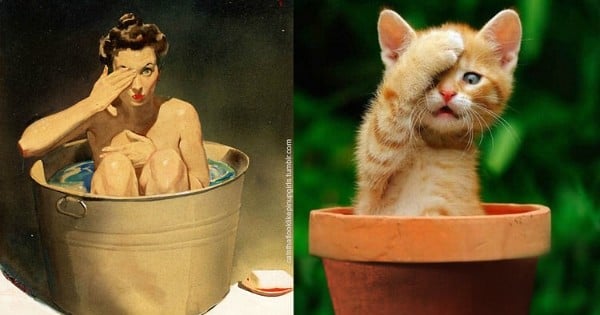 13 fois où ces chats ont posé comme des pin-up : le lien WTF du jour