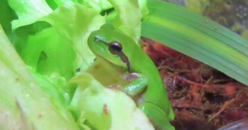 Elle trouve une grenouille vivante dans une... salade achetée en supermarché