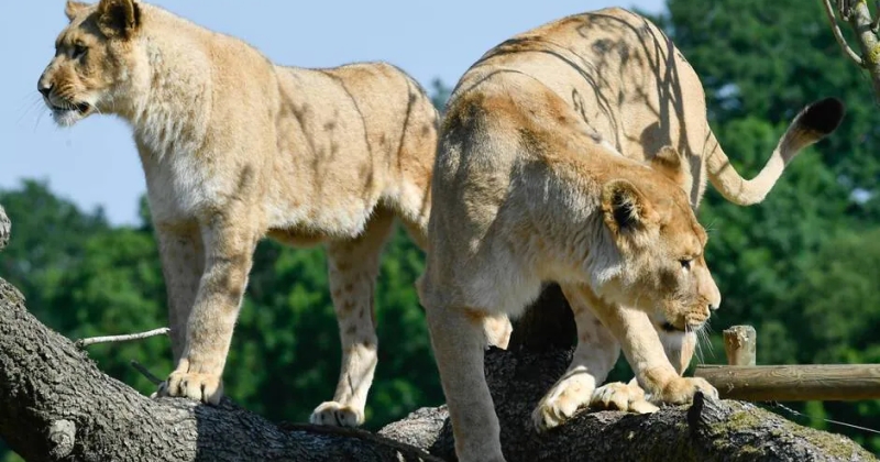 Quatre lions hébergés dans la Loire vont rejoindre une réserve naturelle en Afrique du Sud