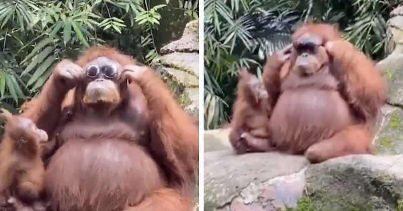 Une vidéo hilarante montre un orang-outan essayant des lunettes de soleil tombées accidentellement dans son enclos	