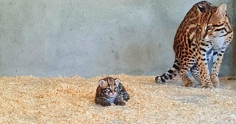 Voici les premières images du bébé ocelot né au zoo du bassin d'Arcachon