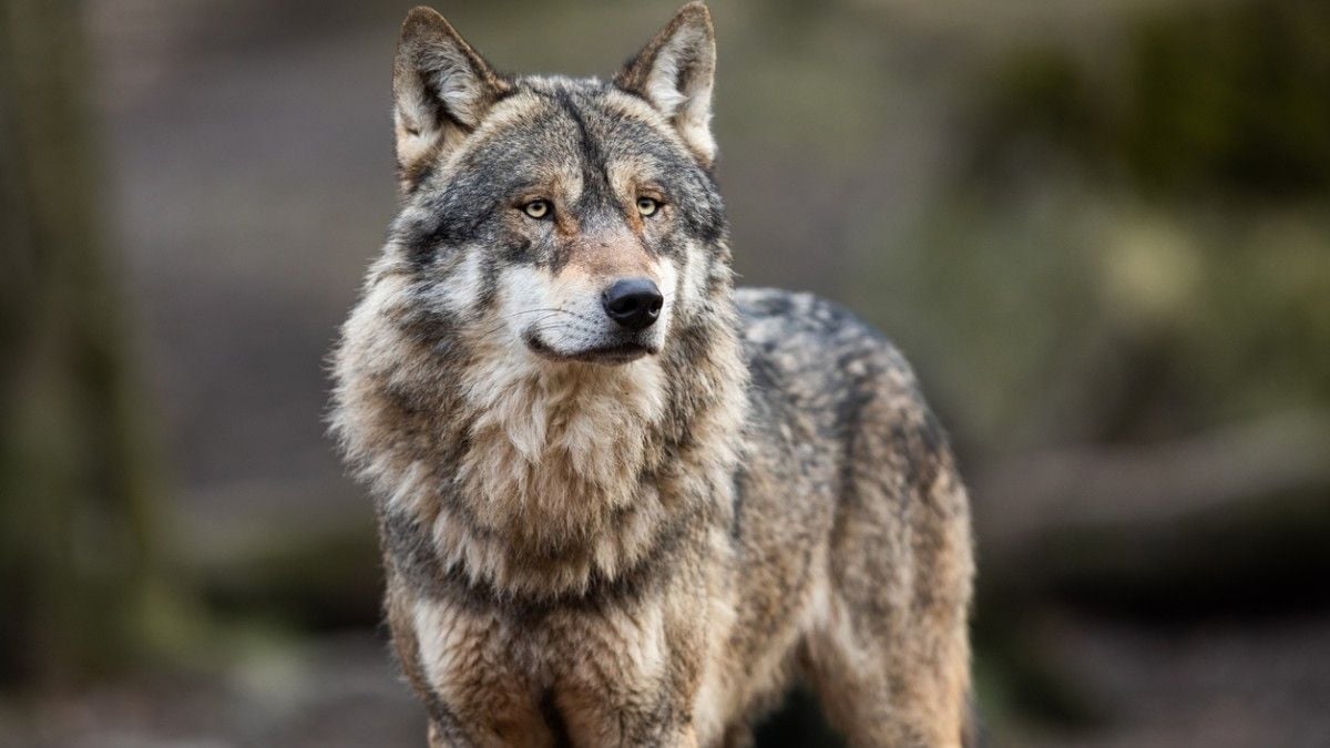 Un loup est aperçu dans une commune des Landes, les habitants sont priés de garder leurs animaux enfermés