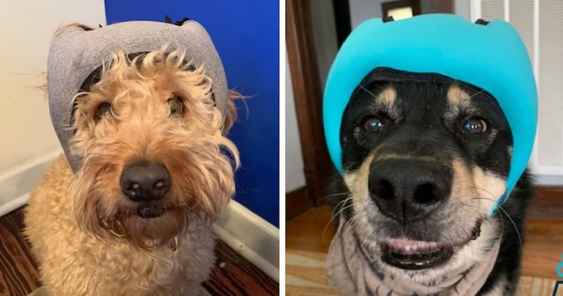 Ce casque antibruit calme les chiens pendant les feux d'artifice et les orages 