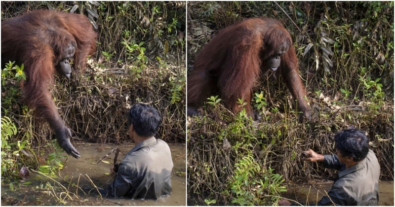 Un orang-outan tend sa main à un écologiste qu'il pensait en danger dans une rivière