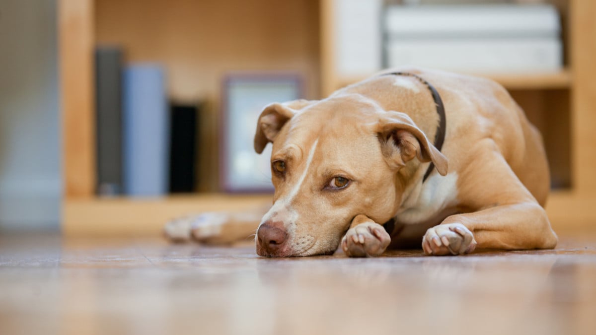 Chien triste allongé sur le sol 