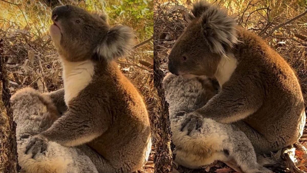 Cette vidéo d'un koala inconsolable, qui pleure la mort de sa femelle, bouleverse les internautes