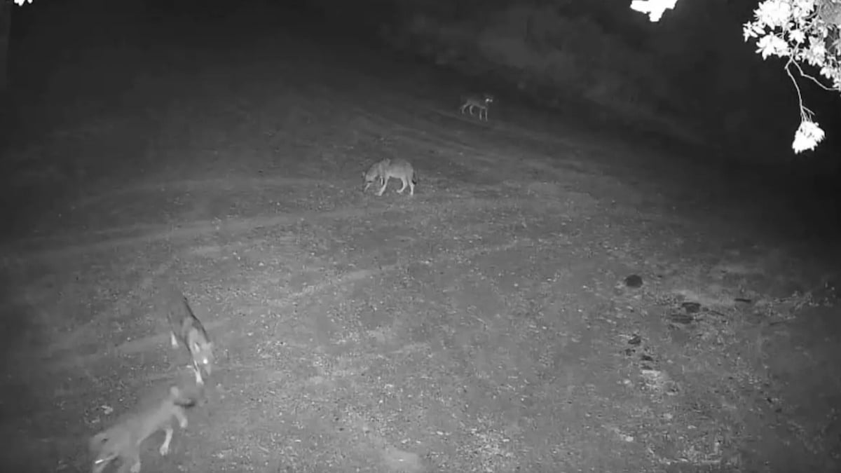 Vidéo : une meute de loups filmée près d'un village dans le Var, des images rares