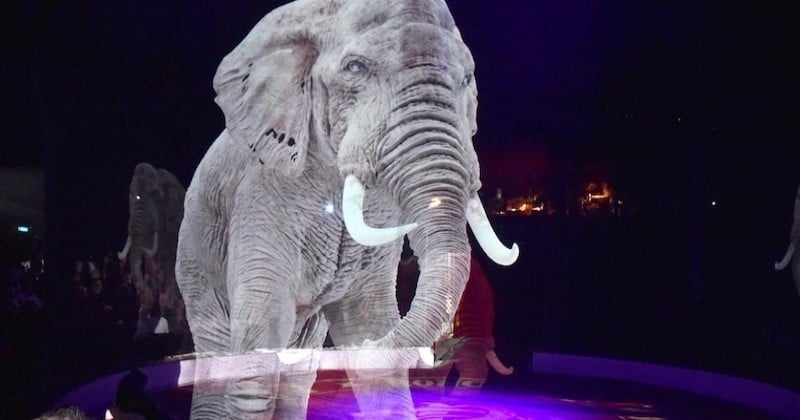 Un cirque allemand intègre à ses spectacles des numéros avec des animaux en hologrammes