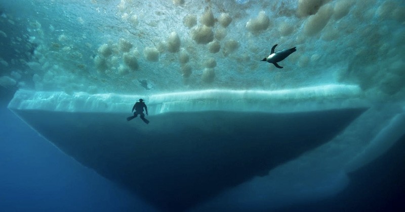 Les dessous de l'Antarctique et de sa vie sous-marine ont été immortalisés par un photographe... Les photos sont sublimes !