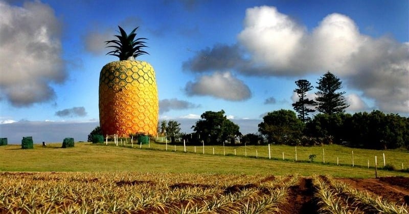 Voici «Big Pineapple», le plus grand building ananas du monde ! 