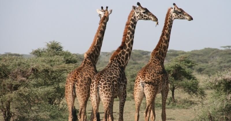 Trois girafes de Rothschild, une espèce très rare, sont mortes électrocutées dans une réserve naturelle du Kenya