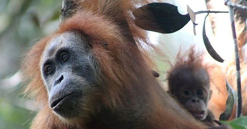 Une nouvelle espèce d'orang-outan découverte en Indonésie et déjà en danger d'extinction