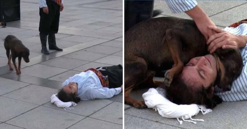  Un chien errant interrompt la performance d'un acteur de rue qu'il croyait réellement blessé