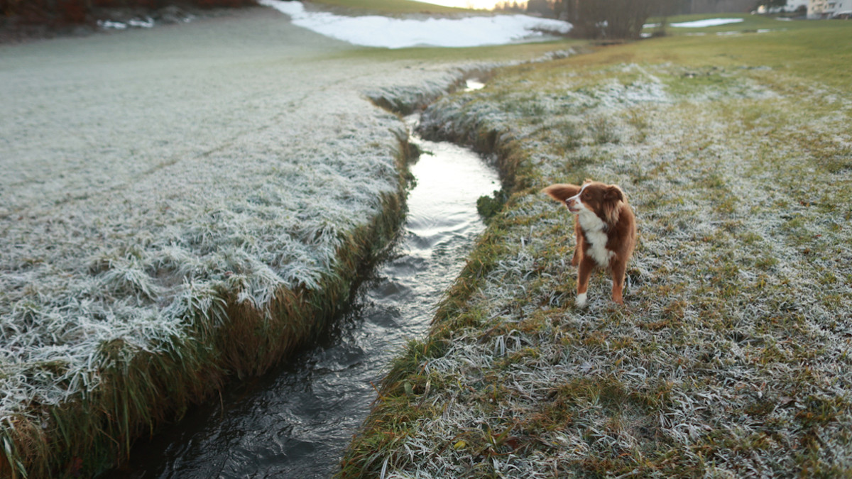 Elle saute dans un canal gelé pour sauver son chien, son fils de 2 ans la suit et finit dans un état grave 