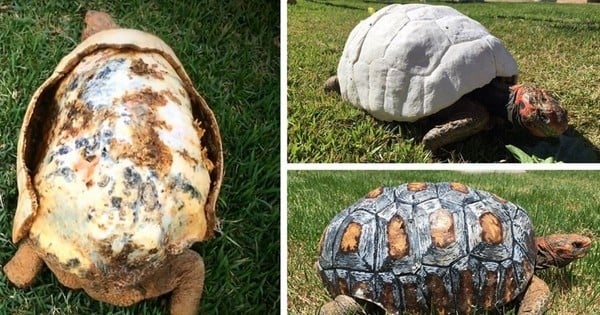 Cette tortue, rescapée d'un incendie, retrouve une carapace toute neuve grâce à ces vétérinaires qui lui en construisent une en 3D