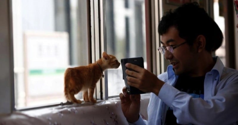 Japon : un train pour chats afin de sensibiliser l'opinion sur l'abandon des félins